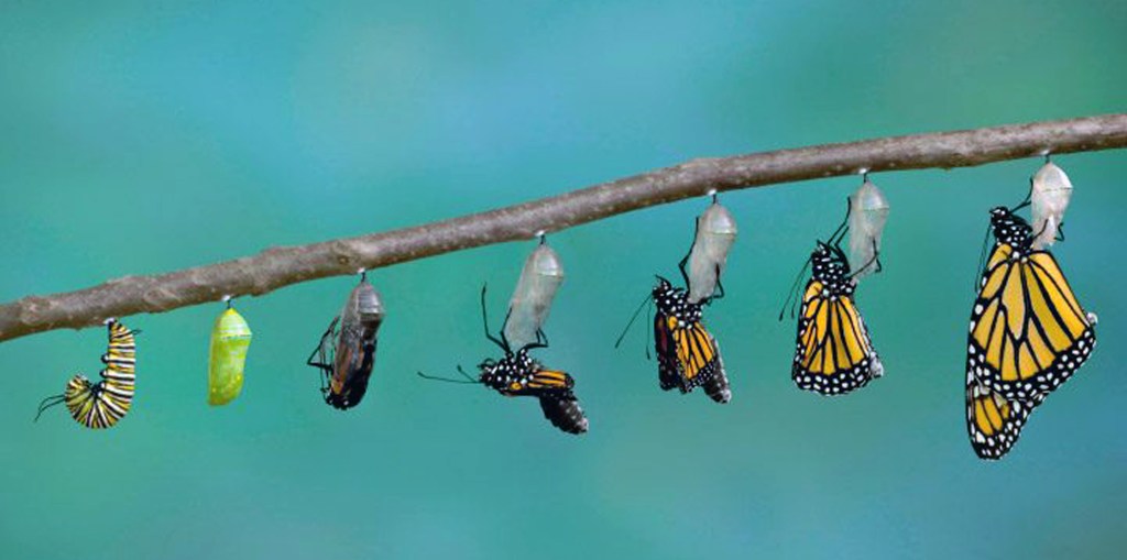 El proceso, de María Elena Picó&nbsp;Cruzans.