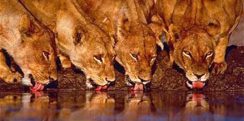 Retos, de María Elena Picó&nbsp;Cruzans