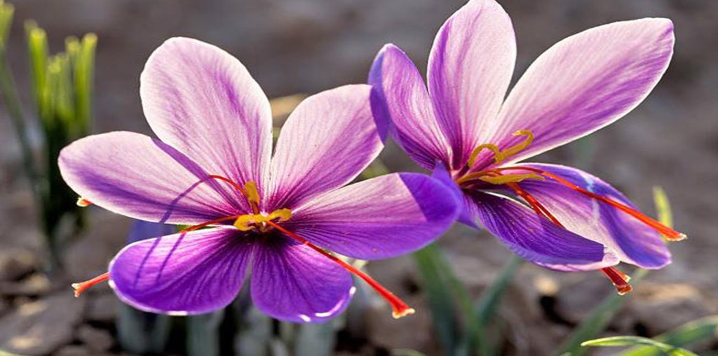 Palabras de mala prensa: Egoísmo, de María Elena Picó&nbsp;Cruzans.